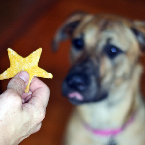 GLUTEN FREE PB DOG COOKIES