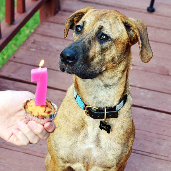 DOG PUPCAKES